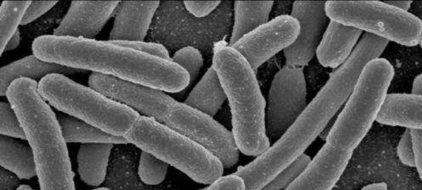 Targeting iron uptake to create a new class of antibiotics against UTIs